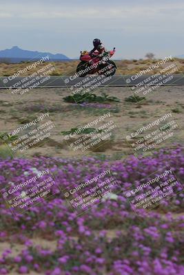media/Jan-14-2023-SoCal Trackdays (Sat) [[497694156f]]/Turn 14 Exit Bloomig (145pm)/